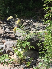 Sanguisorba dodecandra