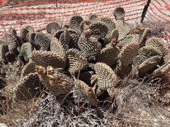 Opuntia basilaris treleasei