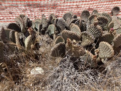 Opuntia basilaris treleasei
