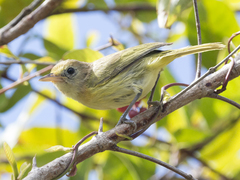 Pachysylvia aurantiifrons
