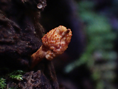 Ophiocordyceps variabilis