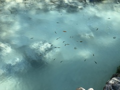 Hesperoleucus venustus