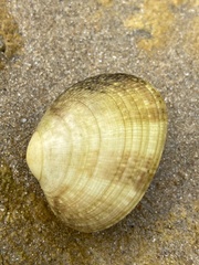 Ruditapes decussatus