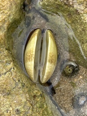 Ruditapes decussatus