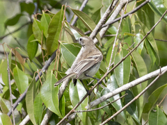 Nesotriccus incomtus