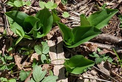 Galearis spectabilis