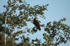 Centropus senegalensis