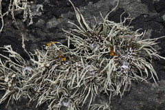 Ramalina siliquosa
