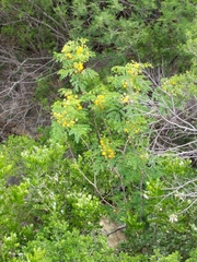 Leucaena retusa