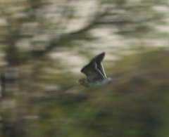 Gallinago nigripennis