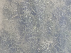 Potamogeton berchtoldii