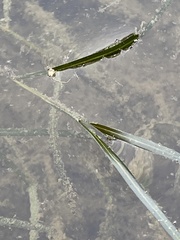 Potamogeton berchtoldii