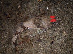 Chitonotus pugetensis