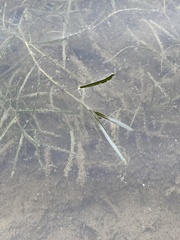 Potamogeton berchtoldii