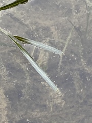 Potamogeton berchtoldii