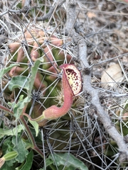 Aristolochia coryi