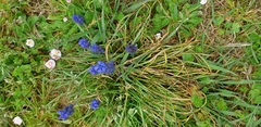 Muscari botryoides