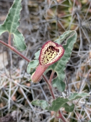 Aristolochia coryi