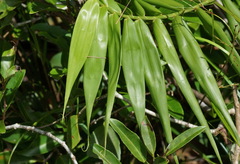 Flagellaria indica