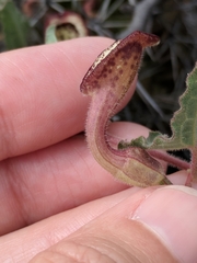 Aristolochia coryi