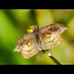 Theagenes dichrous