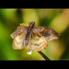 Theagenes dichrous