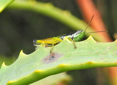 Oxya hyla