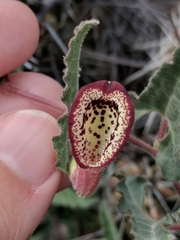 Aristolochia coryi
