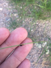 Bouteloua barbata rothrockii