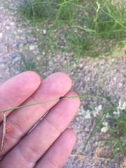 Bouteloua barbata rothrockii
