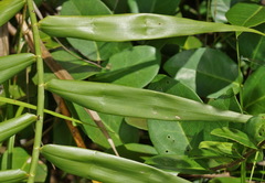 Flagellaria indica