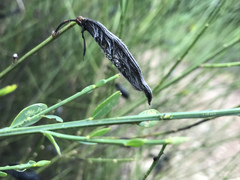 Cytisus grandiflorus