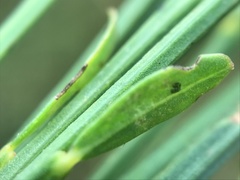 Cytisus grandiflorus