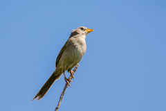 Wedge-Tailed Grass-Finch photo 4