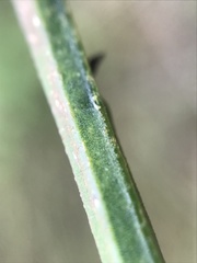 Cytisus grandiflorus