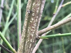 Cytisus grandiflorus