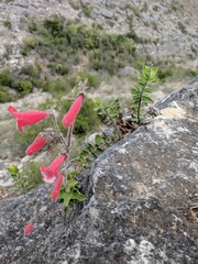 Penstemon baccharifolius