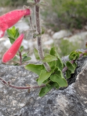 Penstemon baccharifolius