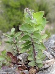 Penstemon baccharifolius