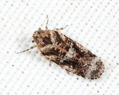 Catonia cinctifrons