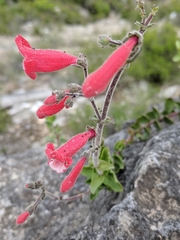 Penstemon baccharifolius
