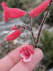 Penstemon baccharifolius