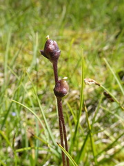 Pinguicula