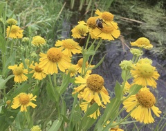 Tephroseris palustris