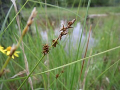 Carex sterilis