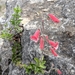 Rock Penstemon - Photo (c) Dr. Alison Northup, some rights reserved (CC BY), uploaded by Dr. Alison Northup