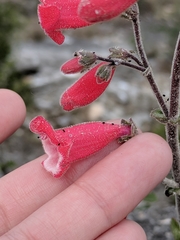 Penstemon baccharifolius