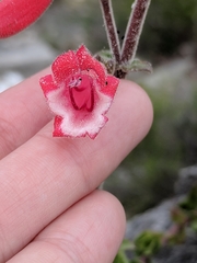 Penstemon baccharifolius
