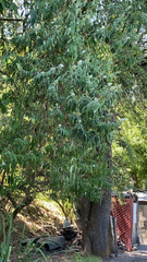 Buddleja salviifolia