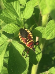 Apiomerus flaviventris